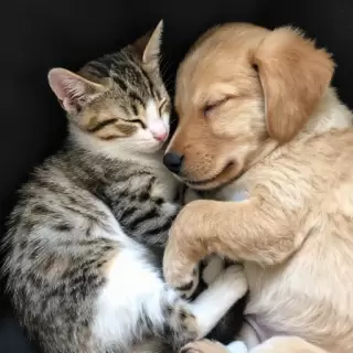Cat and Dog Best Friends