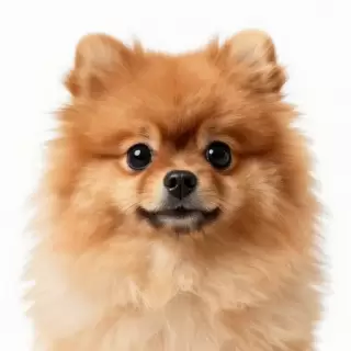 Pomeranian Fluff Ball