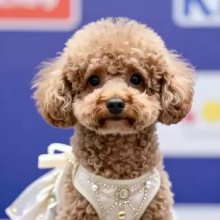 Poodle Puppy Avatar