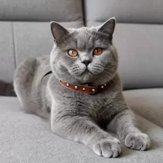 Smoky Gray British Cat