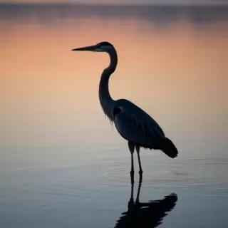 Heron at Dawn
