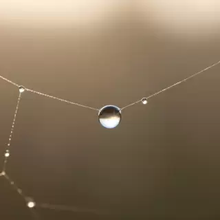Dewdrop on a Spiderweb