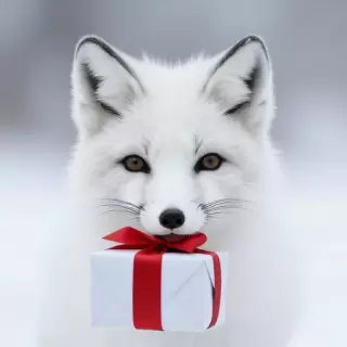 Arctic Fox with a Gift