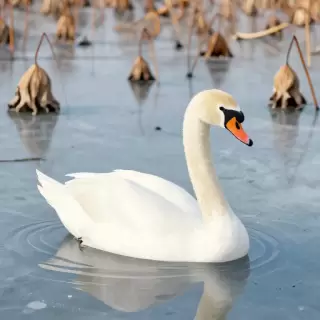 Vector Swan on Frozen Lotus Pond