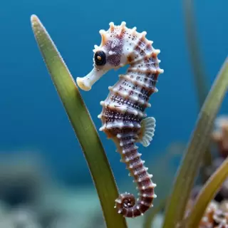 Seahorse in Seagrass
