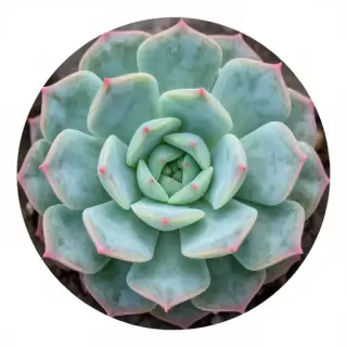Succulent Cluster
