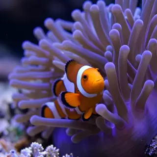 Coral Reef Buddy