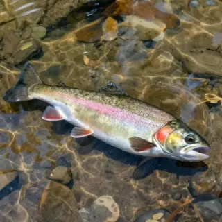 Rainbow Trout Stream