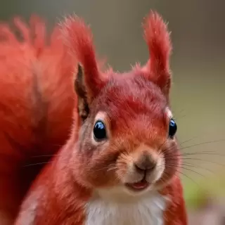 Crimson Squirrel