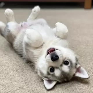 Belly Rubs