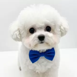 Wearing Blue Bow Tie