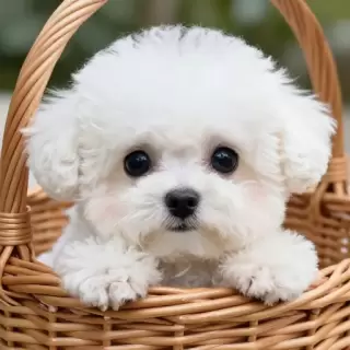 In a Wicker Basket