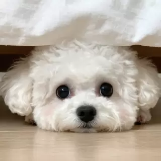 Under the Bed