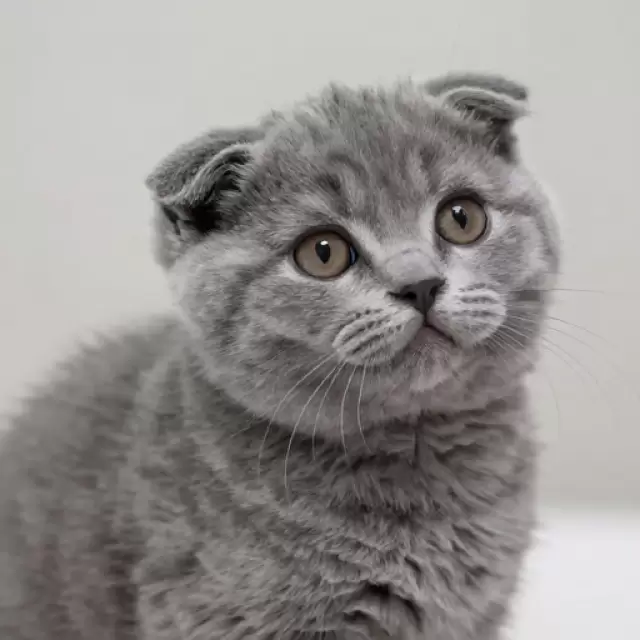 Scottish Fold Curiosity