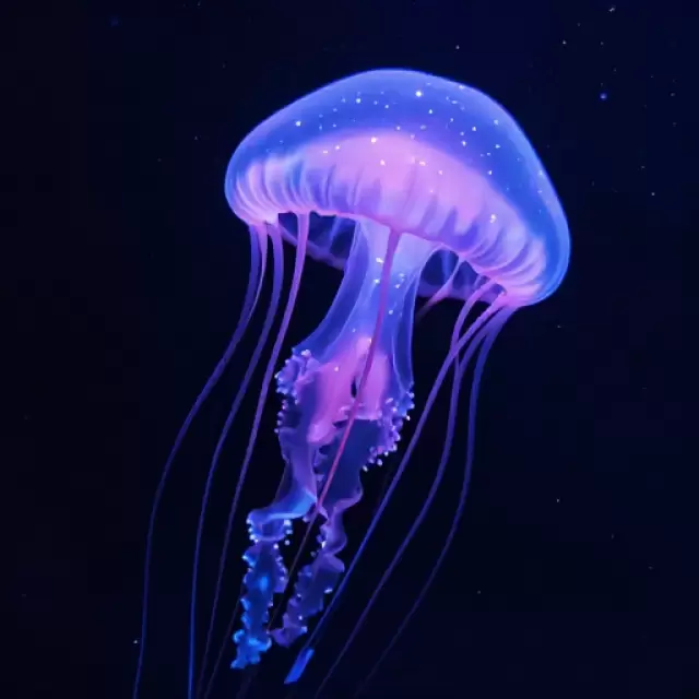 Jellyfish Galaxy