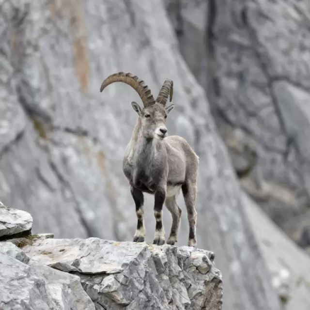 Mountain Goat Climber