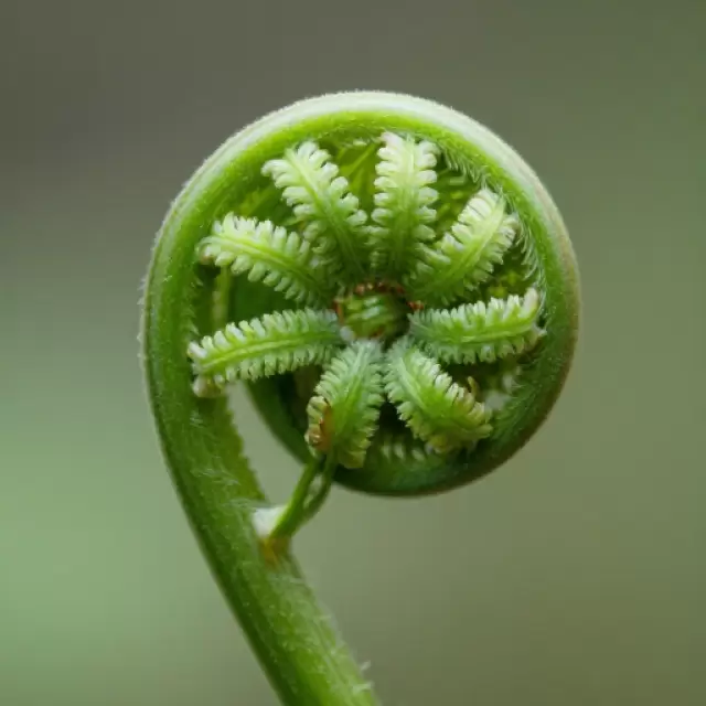 Fern Unfurling