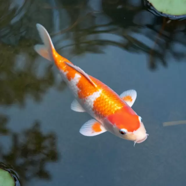 Koi Pond Reflection