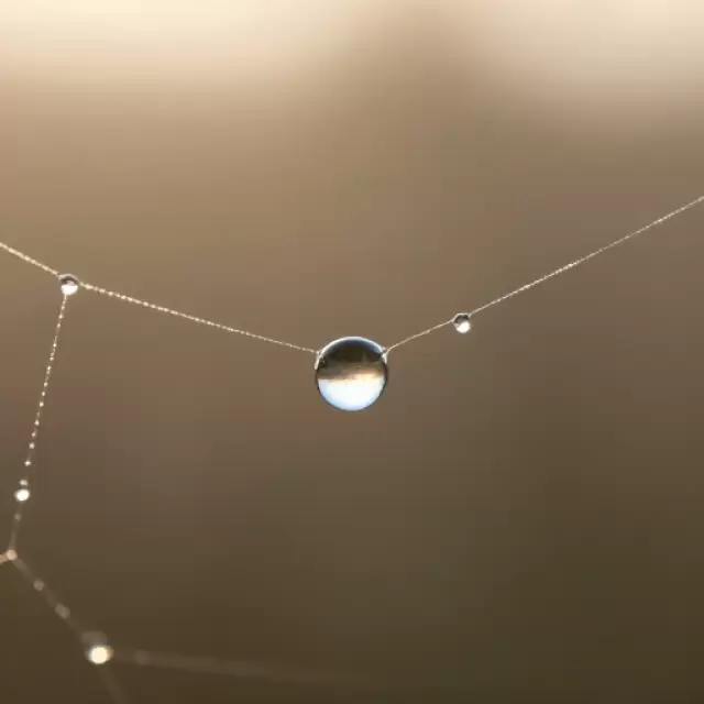 Dewdrop on a Spiderweb