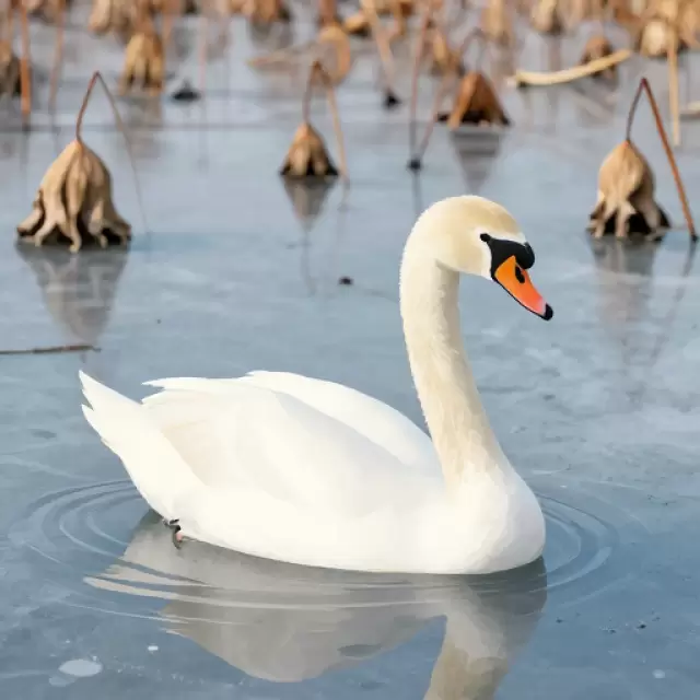 Vector Swan on Frozen Lotus Pond