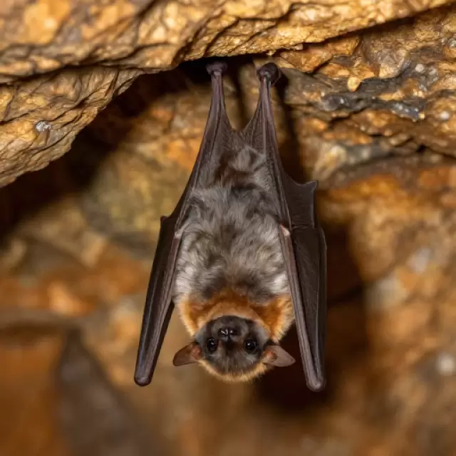 Sleepy Bat in Cave