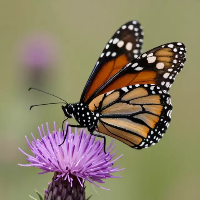 Monarch Butterfly Landing