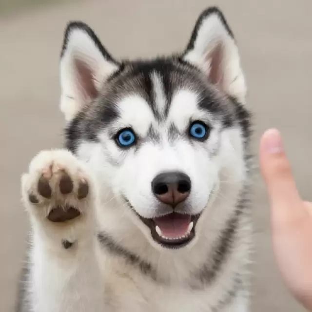 High Five