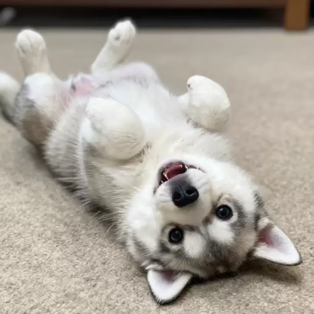 Belly Rubs