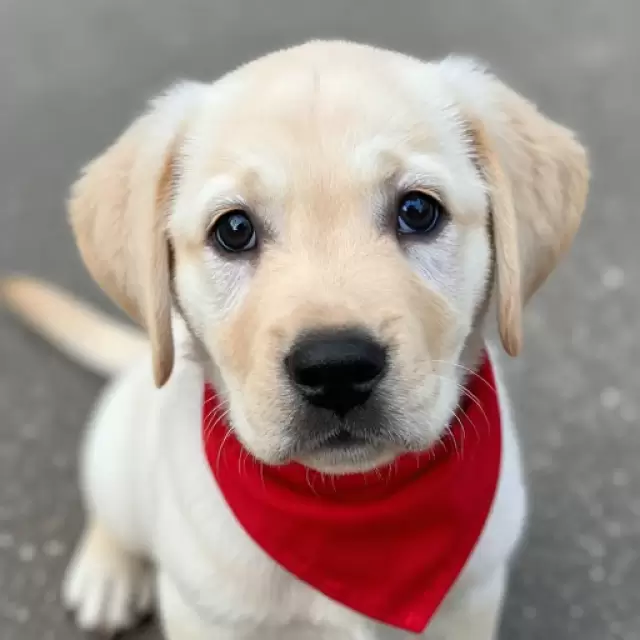 Wearing Red Bandana