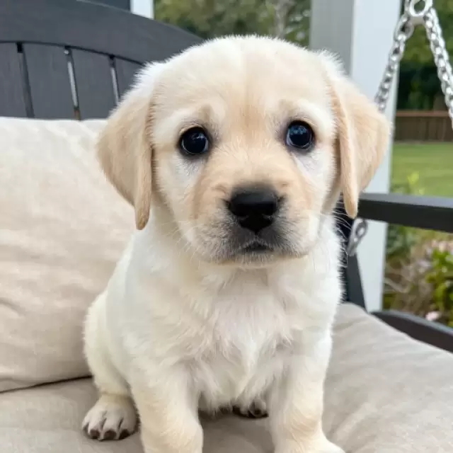 Porch Swing Companion