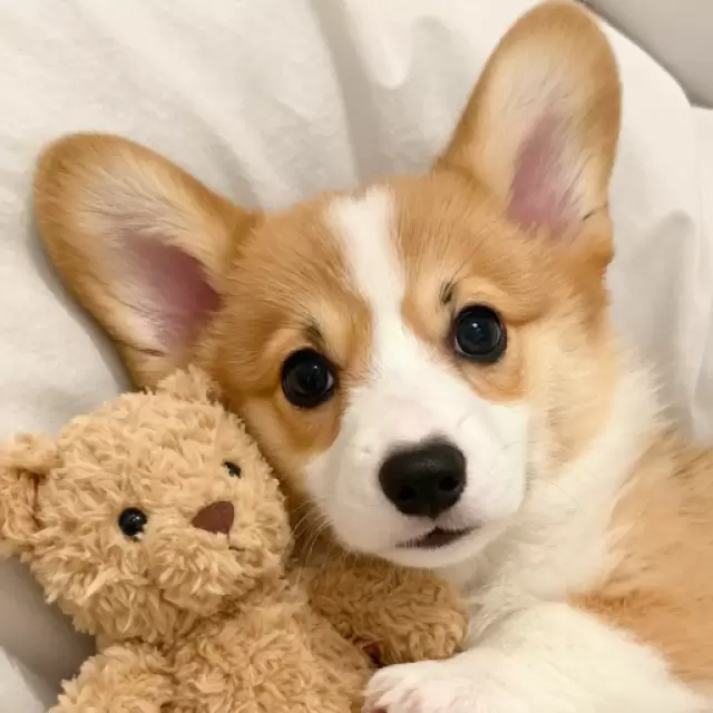 With Plush Toy