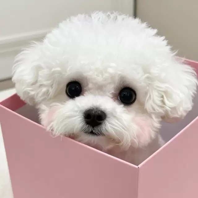 Peeking from Pink Box