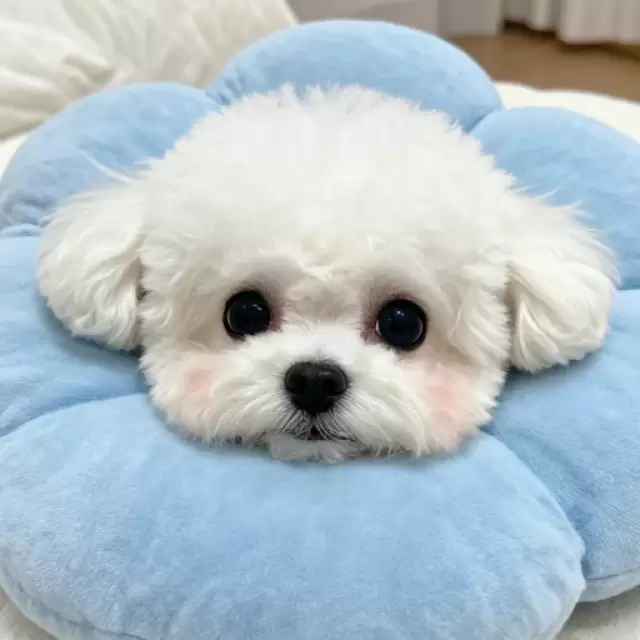 Sleeping on Cloud Pillow
