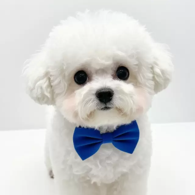 Wearing Blue Bow Tie
