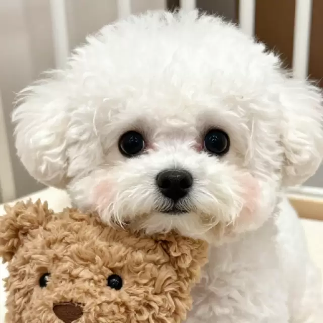 With Teddy Bear