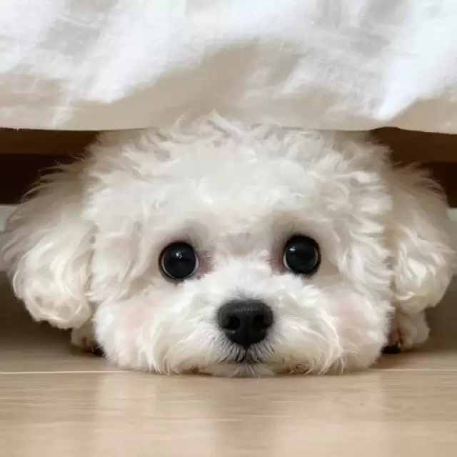 Under the Bed